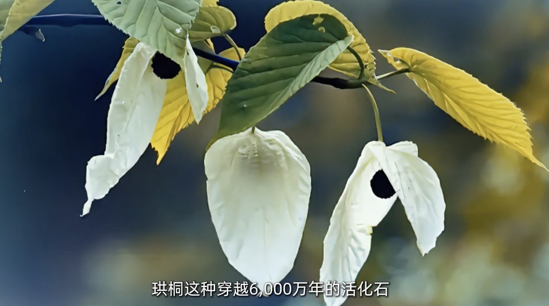 珙桐叶语：解读中国珍稀植物的生存密码
