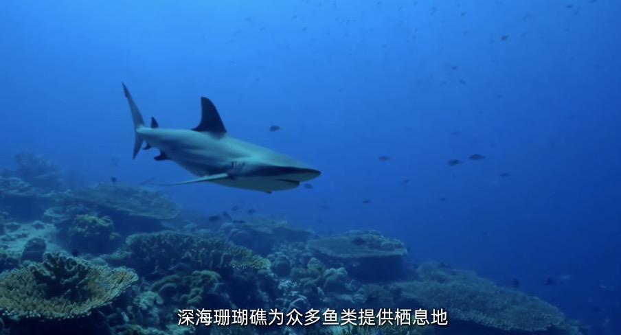 深海生物